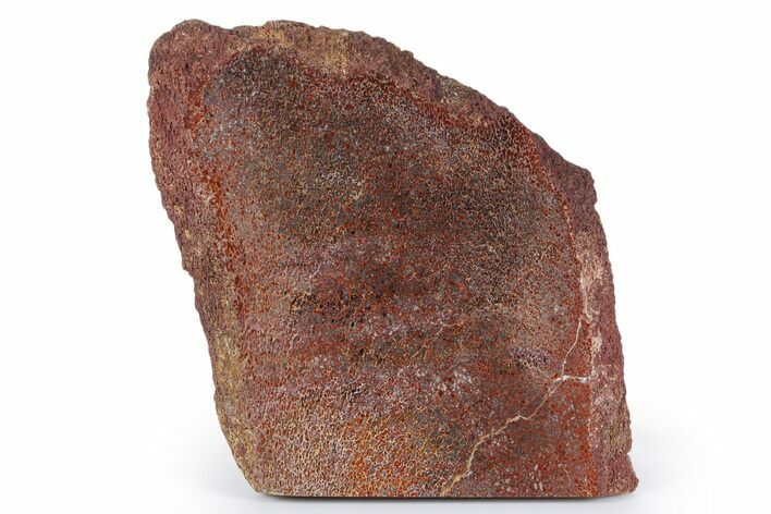 Polished Dinosaur Bone (Gembone) Slab - New Mexico #348871